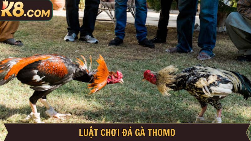Đá Gà Thomo - Đấu Trường Đỉnh Cao Nhất Có Tại K8 3 Chia sẻ quy luật cơ bản dành cho hội viên mới bắt đầu