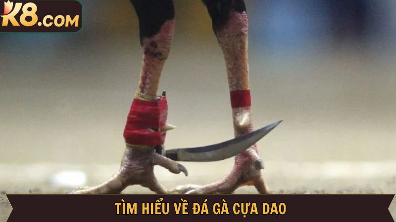 Tổng thể về đá gà cựa dao tại K8