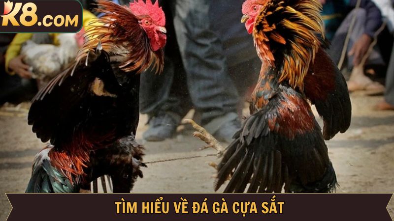 Đá Gà Cựa Sắt K8: Đấu Trường Trực Tuyến Đỉnh Cao Cho Kê Thủ 2 Khái quát đôi nét về đá gà cựa sắt K8