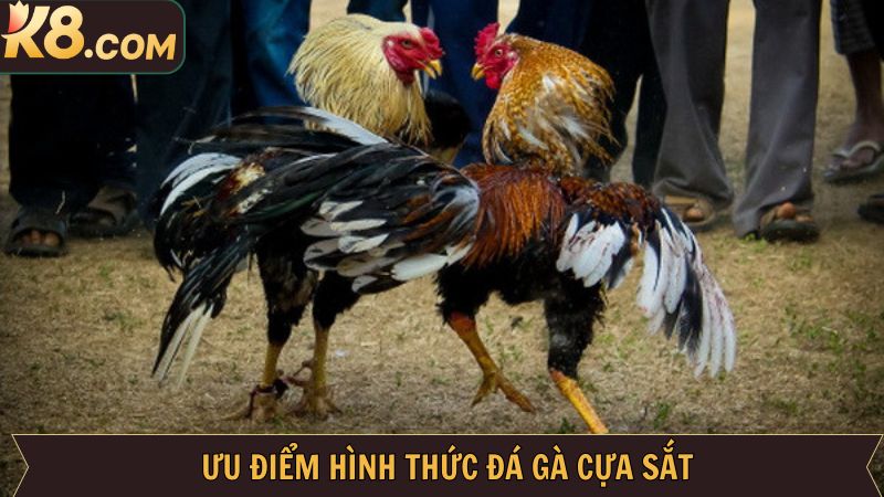 Đá Gà Cựa Sắt K8: Đấu Trường Trực Tuyến Đỉnh Cao Cho Kê Thủ 3 Tại sao gà cựa sắt là hình thức giải trí được yêu thích nhất tại K8